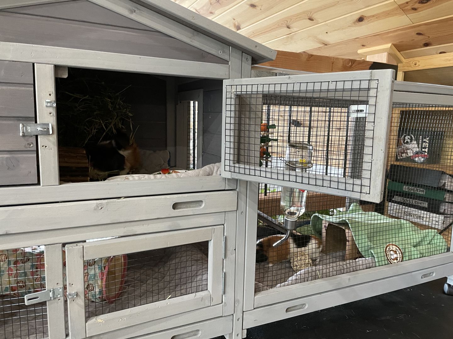 Customer photo review of GuineaDad Liner - Guinea Pig Fleece Liner with Pockets