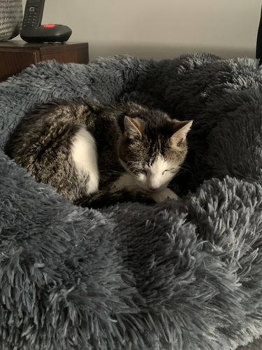 Customer photo review of Puppery Hundebett Wolke 7 - Das Original