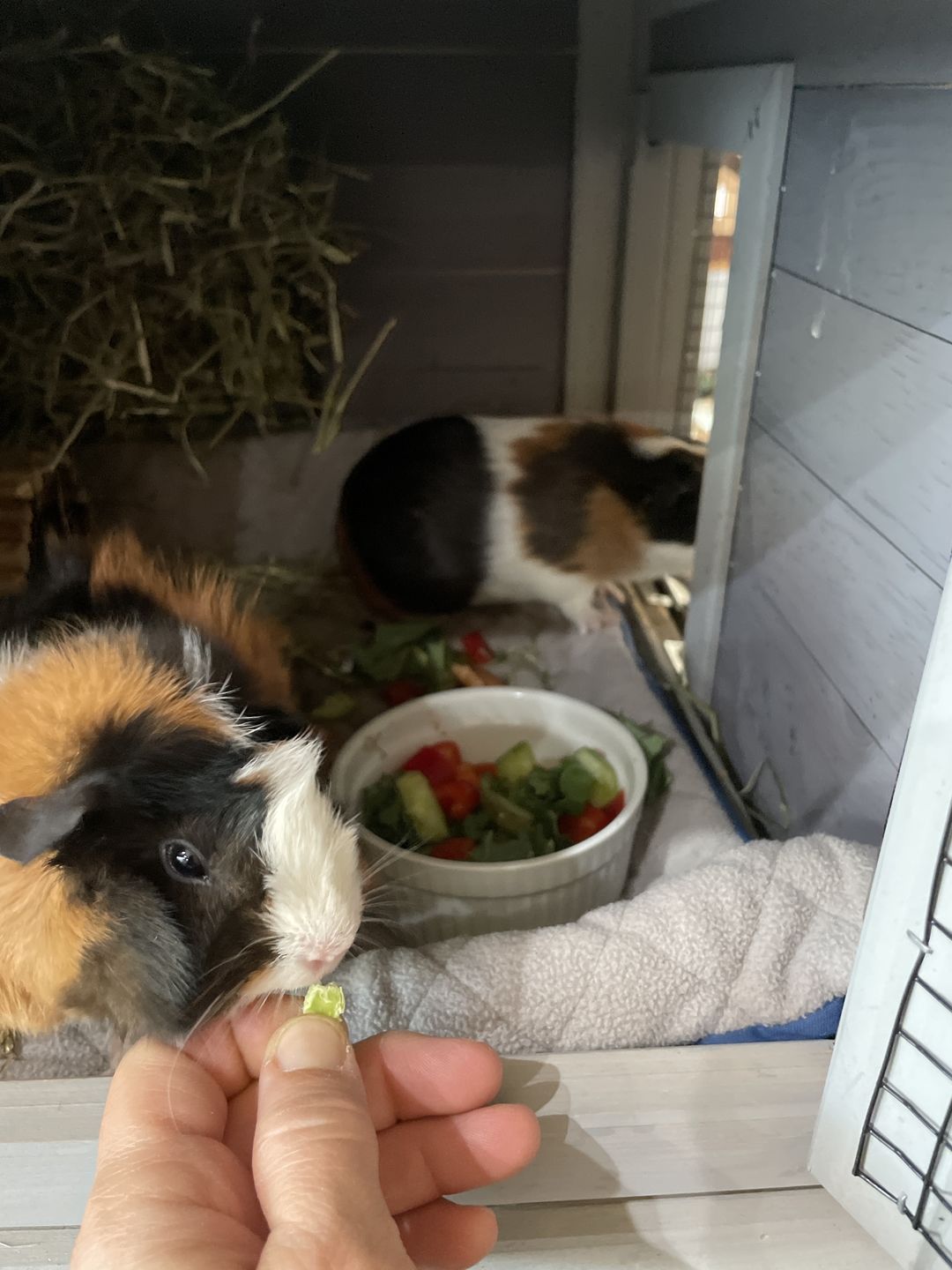 Customer photo review of GuineaDad Pea Flakes - Bonding Guinea Pig Treats - Infrared Heat Treated