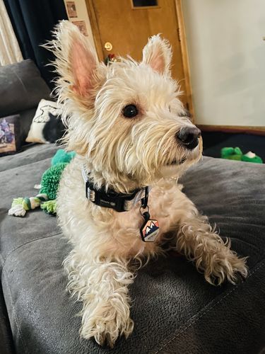 Customer photo review of Explorer Silicone