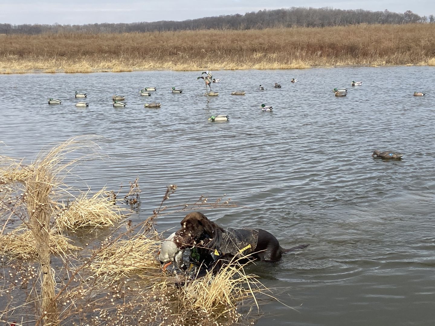 Customer photo review of 2x Remote 2x Receiver 6 Volt Double Control Wireless Power Switch Set Up To 2 Decoys 6V Battery
