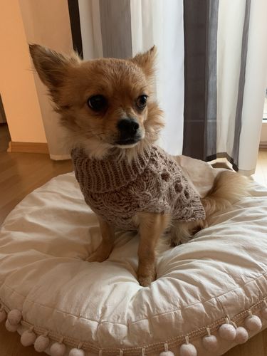 Customer photo review of Handmade Knit Sweater Taupe for Dogs