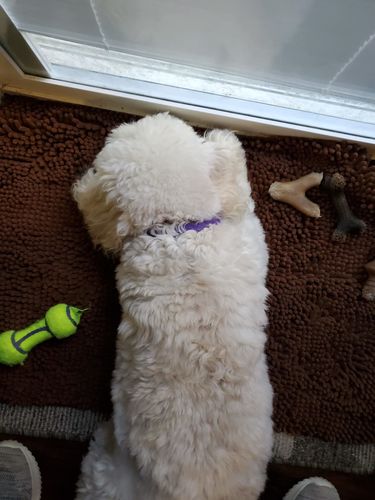 Customer photo review of CalmingCollar™