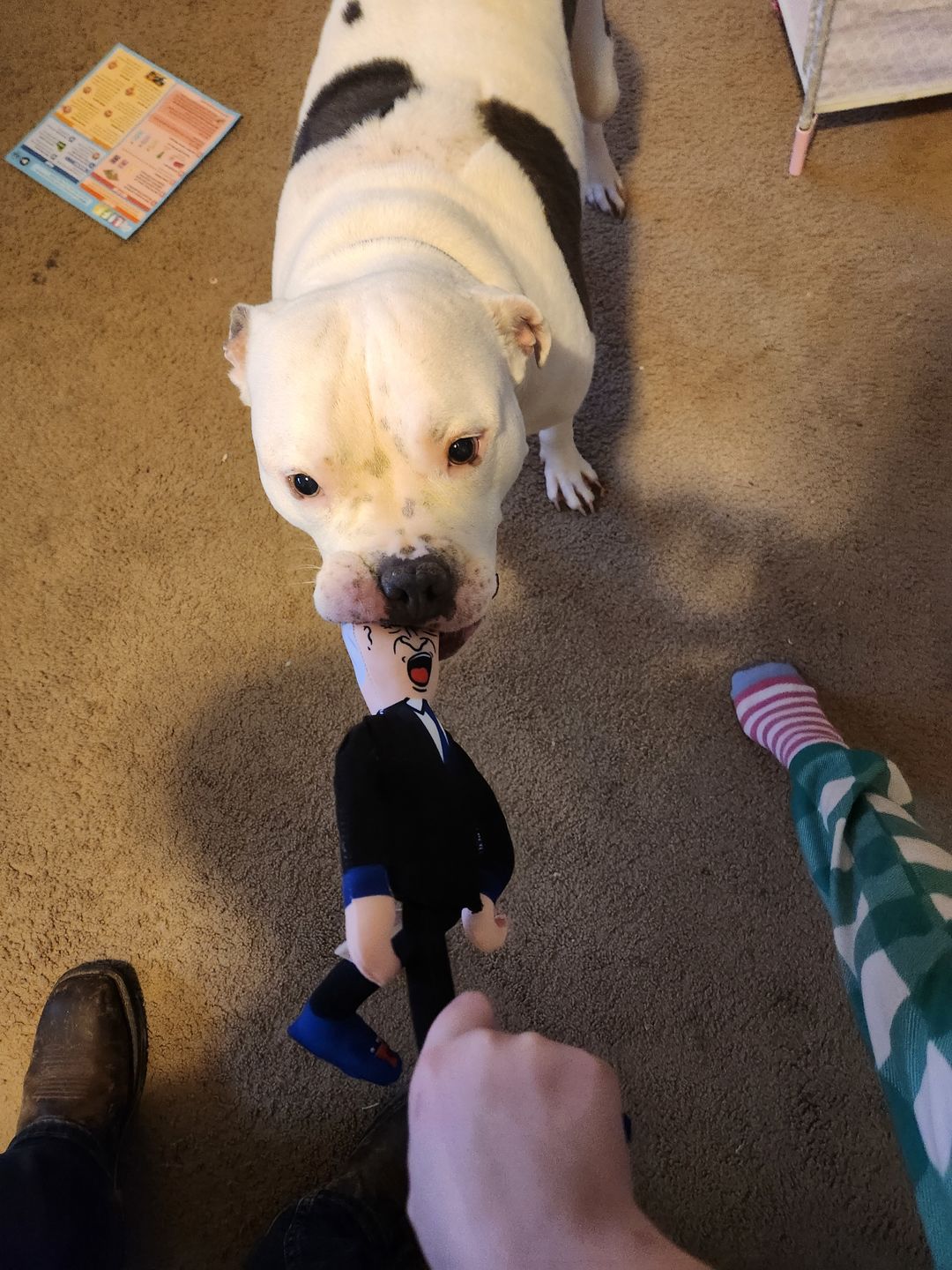 Customer photo review of Joe Biden Kamala Harris & Nancy Pelosi Starter Pack Tough Plush Dog Chew Toys with Squeakers - Official Republican Dogs