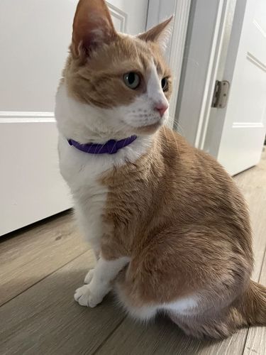 Customer photo review of CalmingCollar™