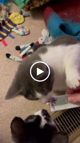 Customer video review of 6x Packs (24 Tubes) Variety Mousse Bundle