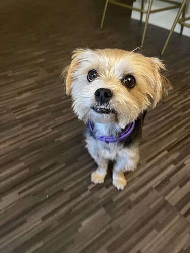 Customer photo review of CalmingCollar™