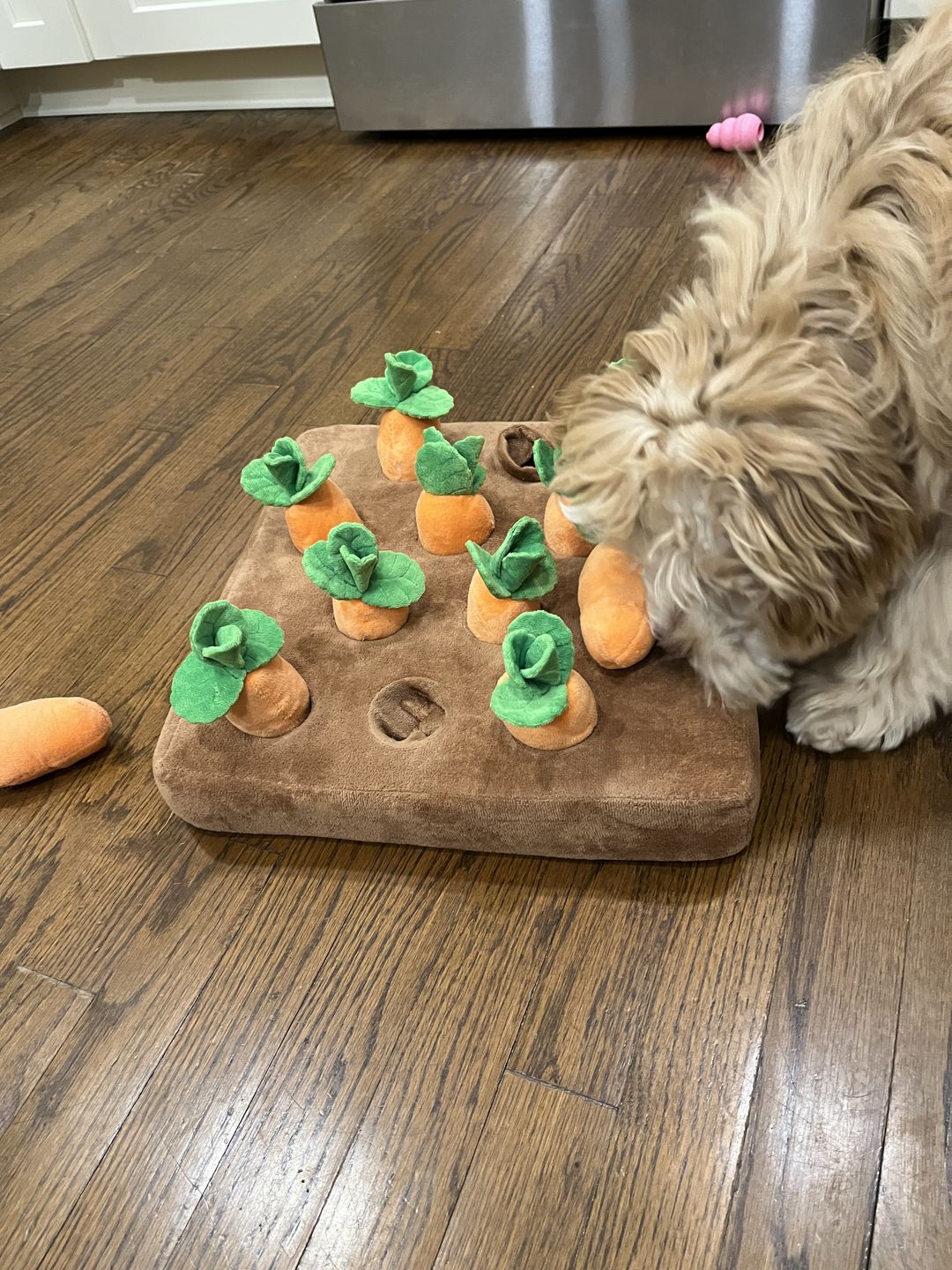 Customer photo review of Carrot Farm