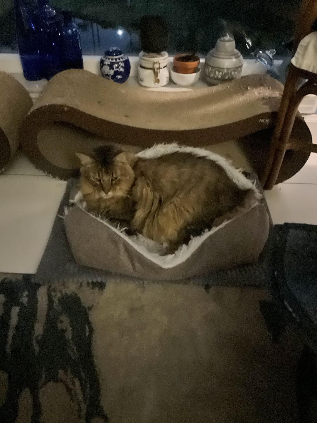 Customer photo review of 2-in-1 Soothing Cat Bed