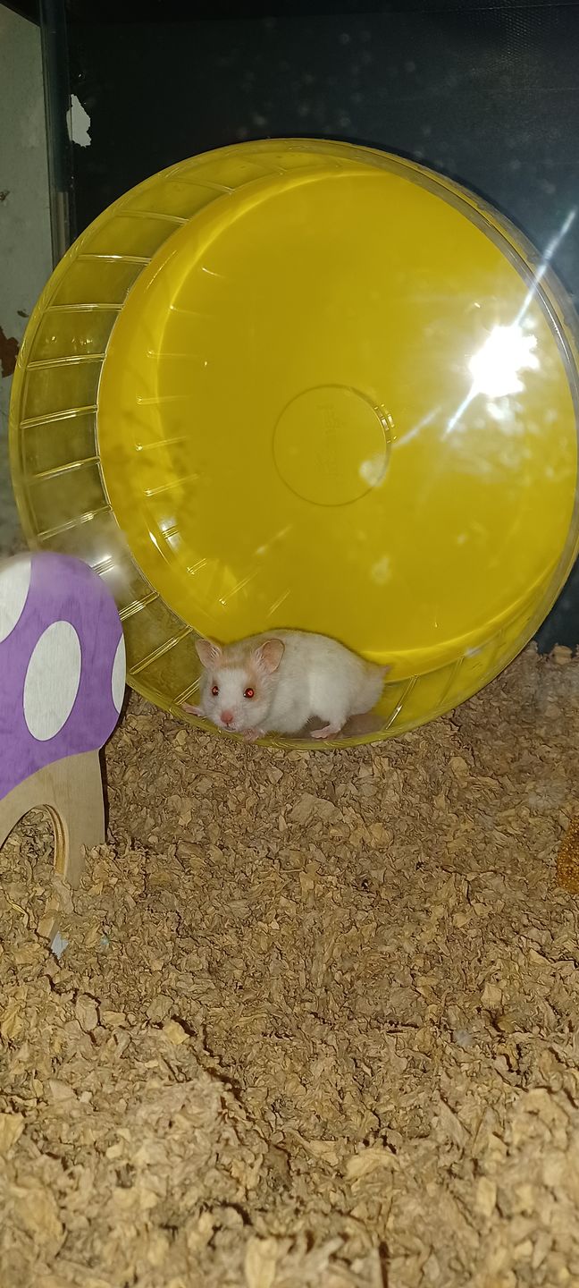 Customer photo review of Niteangel Super-Silent Hamster Exercise Wheels