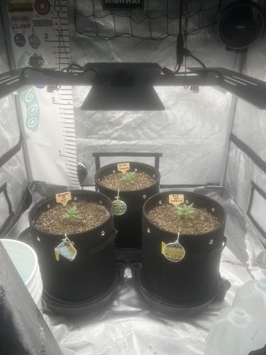Customer photo review of Sohum Soil Organic Living Soil Just Add Water 1.5 cu ft