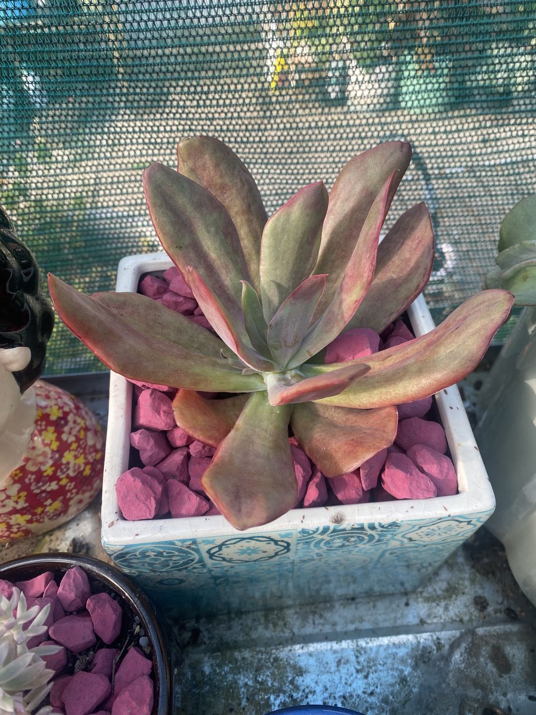 Customer photo review of Echeveria Diamond State Variegata