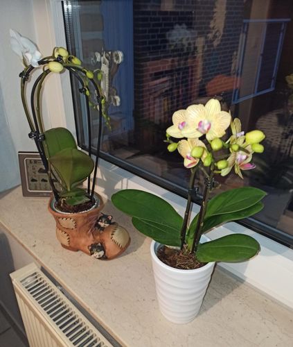 Customer photo review of Wasserfall Table Dance Orchidee Big Lip mit Keramik und Dekovlies