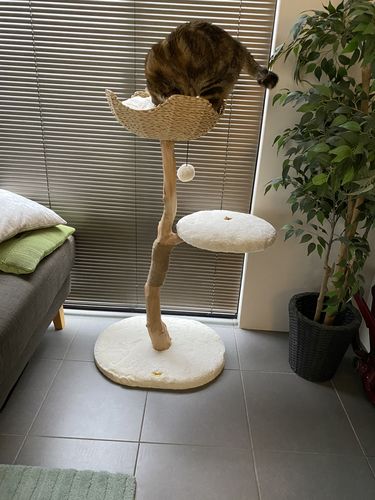 Customer photo review of Michu Selected Real Wood Cat Tree, Medium
