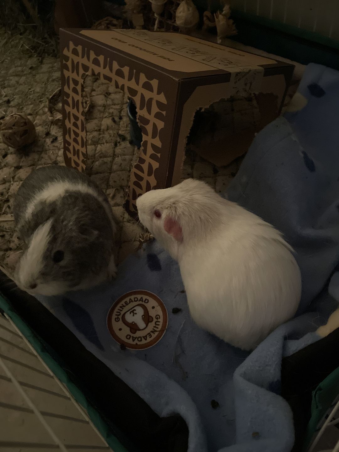 Customer photo review of GuineaDad Premium Liner - Ultra-Plush Guinea Pig Fleece Liner with AirCell™ Technology