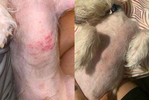 Customer photo review of PetCare™  Anti-Svamp Kräm För Katter Och Hundar