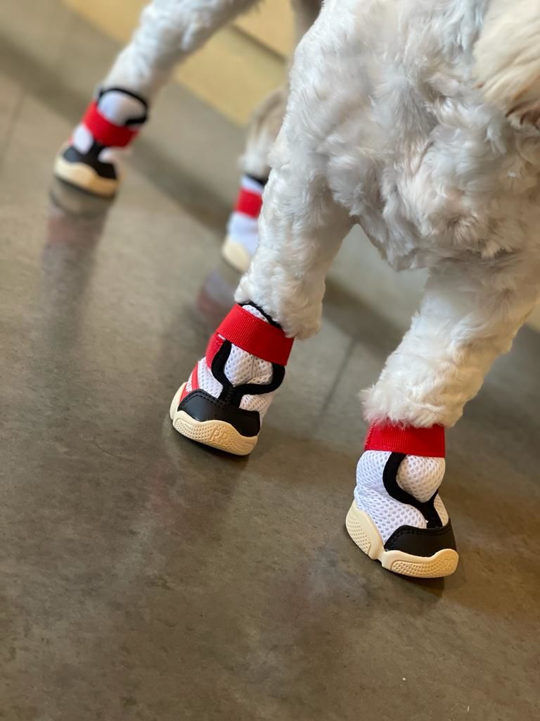 Customer photo review of Caesar 1S