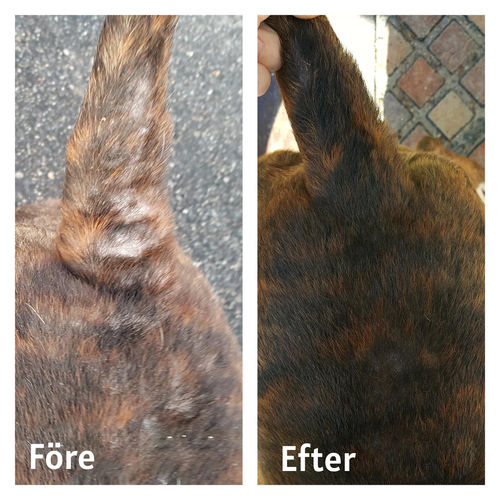 Customer photo review of PetCare™  Anti-Svamp Kräm För Katter Och Hundar