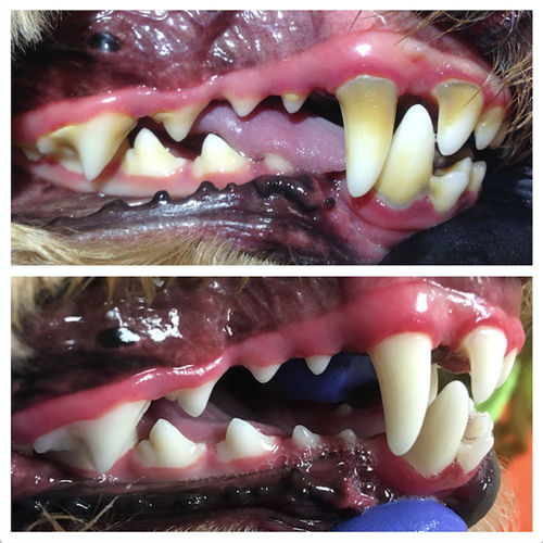Customer photo review of PetCare™ Tandrengöring Skydd För Husdjur