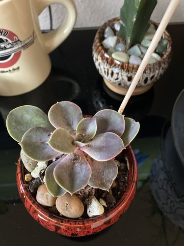 Customer photo review of Perle von Nurnberg | Echeveria PVN