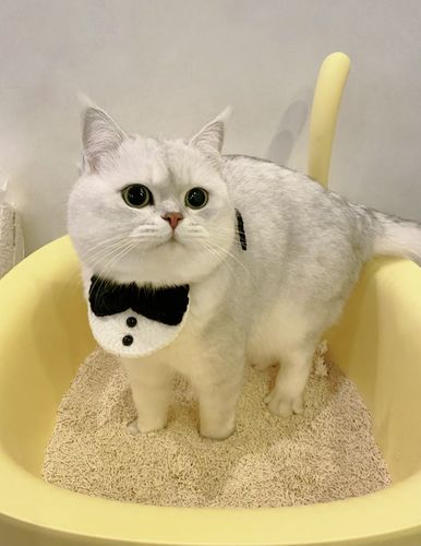 Customer photo review of Michu Natural Clumping Tofu Cat Litter 2.5kg/6L