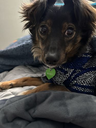 Customer photo review of Playa Poncho - Surprise Color