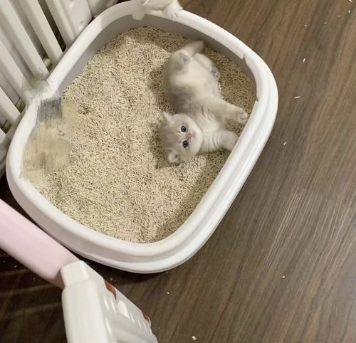 Customer photo review of Michu Natural Clumping Tofu Cat Litter 2.5kg/6L