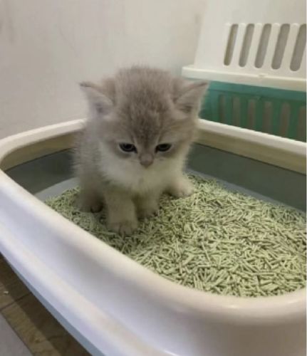 Customer photo review of Michu Natural Clumping Tofu Cat Litter 2.5kg/6L