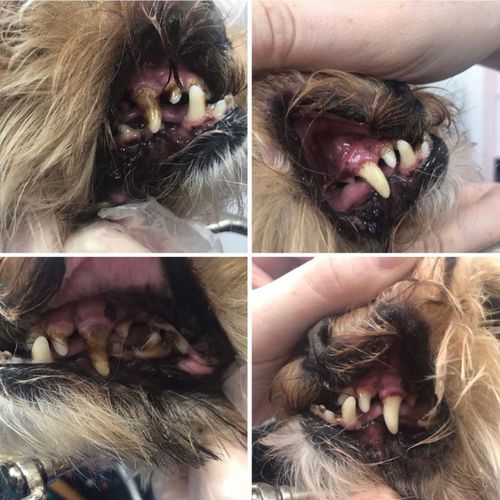 Customer photo review of PetCare™ Tandrengöring Skydd För Husdjur