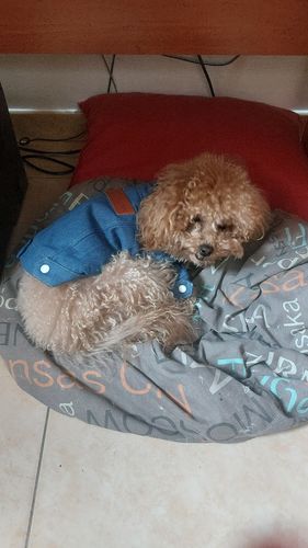 Customer photo review of Giacca Di Jeans Scura