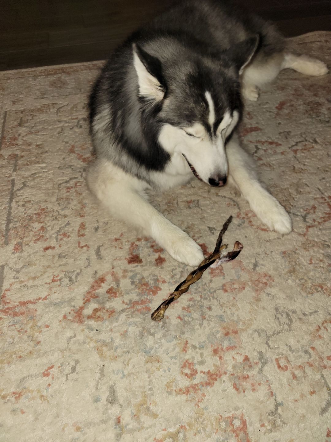 Customer photo review of 6 Inch Monster Braided Bully Stick