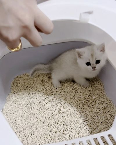 Customer photo review of Michu Natural Clumping Tofu Cat Litter 2.5kg/6L