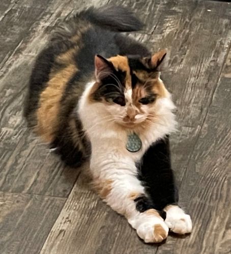 Customer photo review of Just Paws