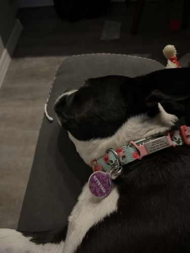 Customer photo review of Woof Pack