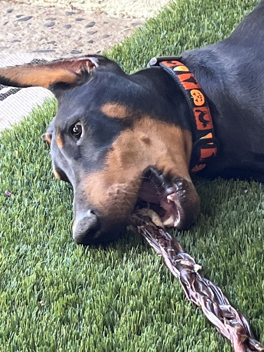 Customer photo review of 12 Inch Braided Jerky Stick