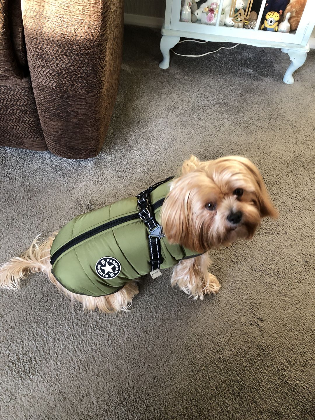 Customer photo review of DoggyKings™ 3 in 1 Jacket