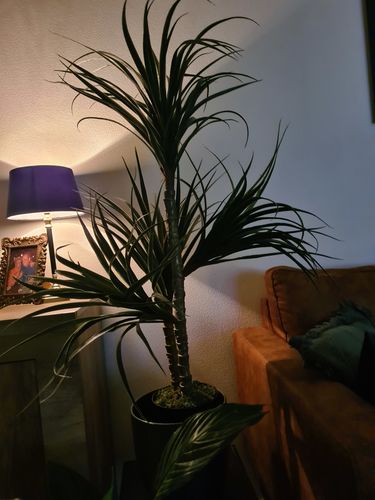 Customer photo review of Dracaena Kunstplant 100cm