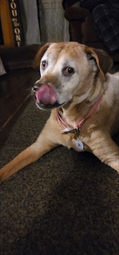 Customer photo review of Paw & Bones