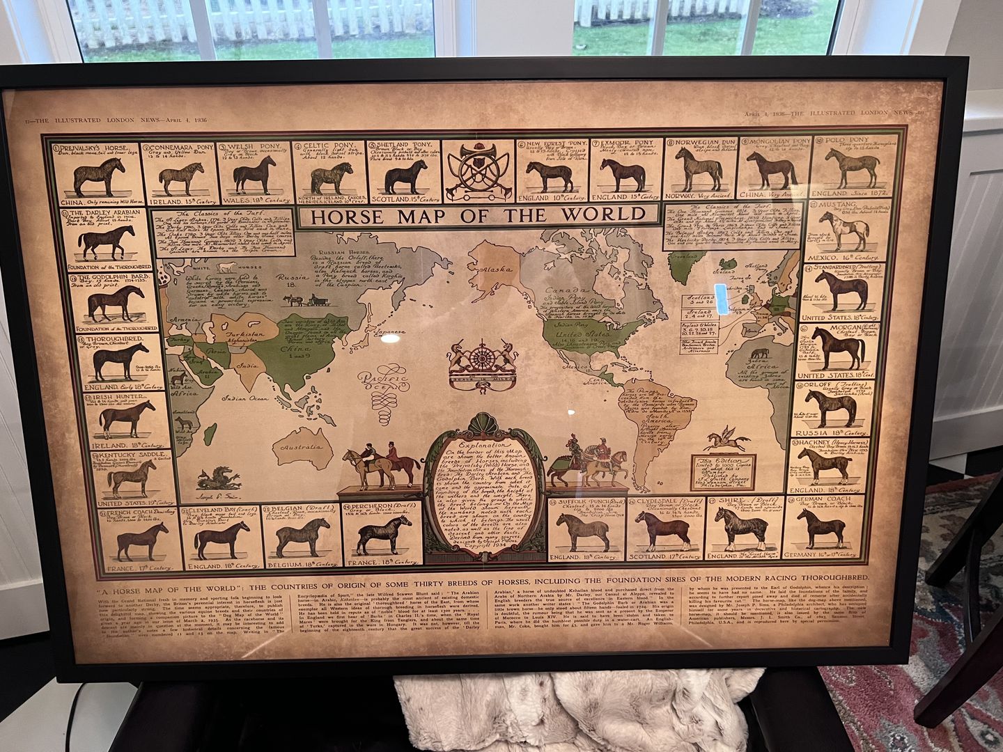 Customer photo review of Old Horse Map, 1936 - Old World Atlas Chart with Origins of Breeds - Thoroughbred, Mustang, Shire, Polo Pony, Arabian