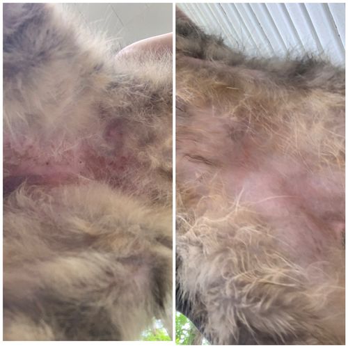 Customer photo review of PetCare™  Anti-Svamp Kräm För Katter Och Hundar