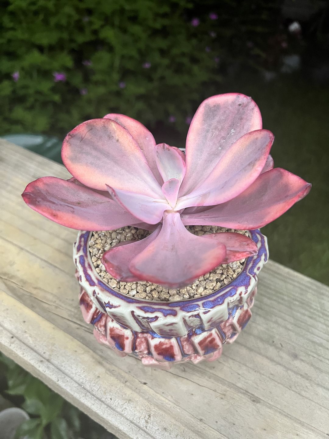 Customer photo review of Echeveria Angel Wings Variegated