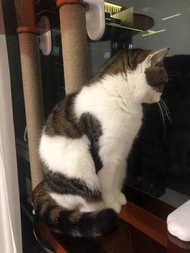 Customer photo review of MAYITWILL Mounted Window Cat Tree With Scratchpost, Dangling Toy and Window Perch
