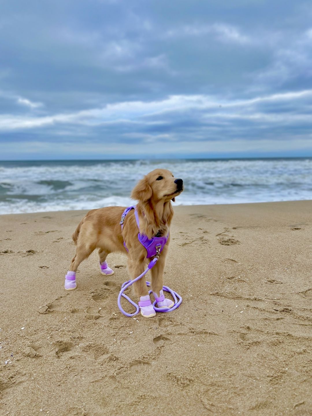 Customer photo review of Commuter Sneaker, Harness and Leash Set