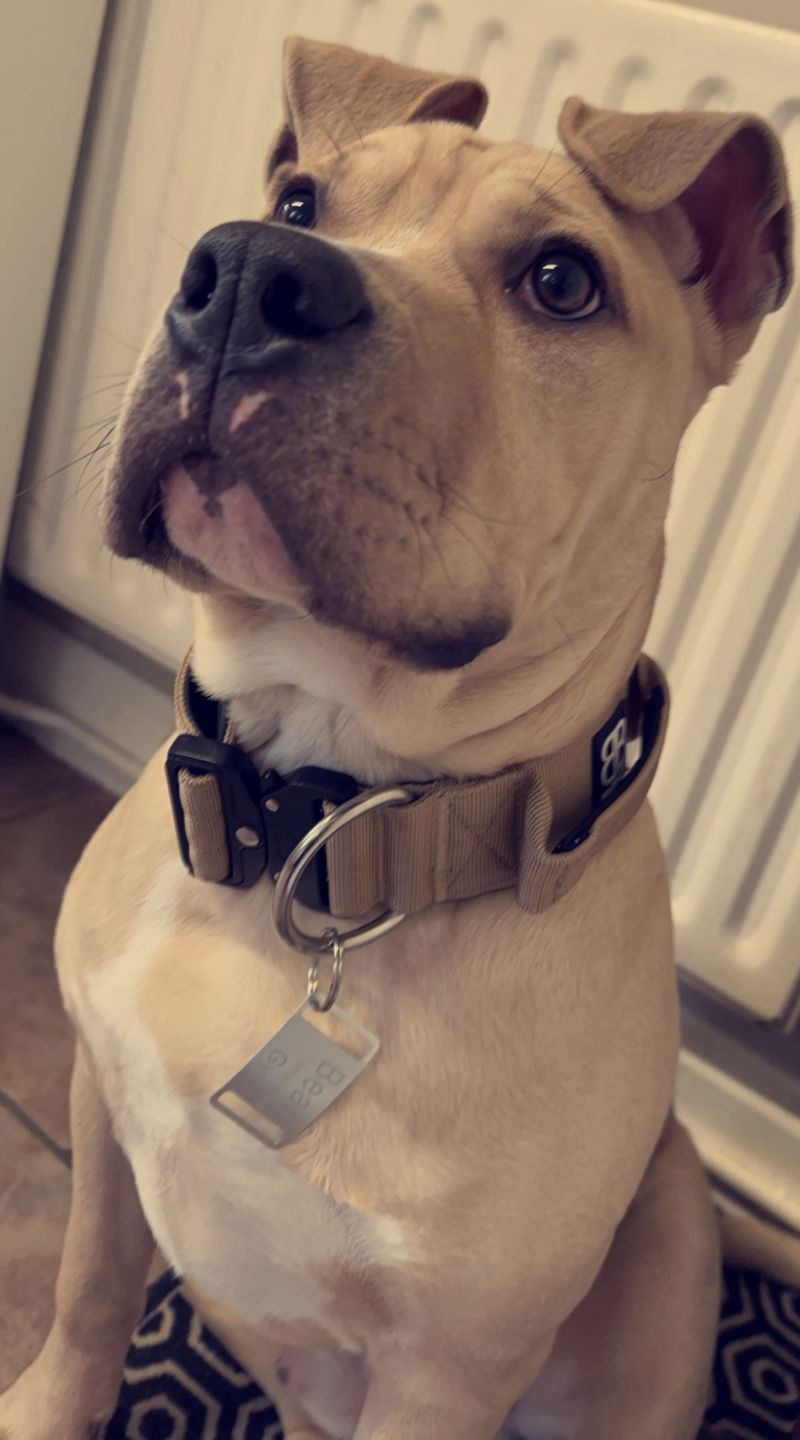 Customer photo review of 5cm Combat® Collar | Rated Clip - NO HANDLE - Military Tan v2.0
