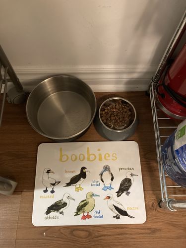 Customer photo review of Boobies Playful Place Mat