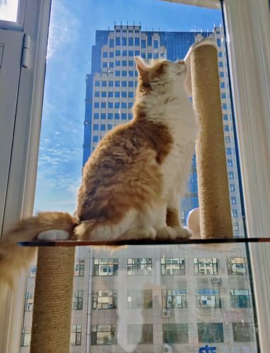 Customer photo review of MAYITWILL Mounted Window Cat Tree With Scratchpost, Dangling Toy and Window Perch