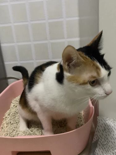 Customer photo review of Michu Natural Clumping Tofu Cat Litter 2.5kg/6L