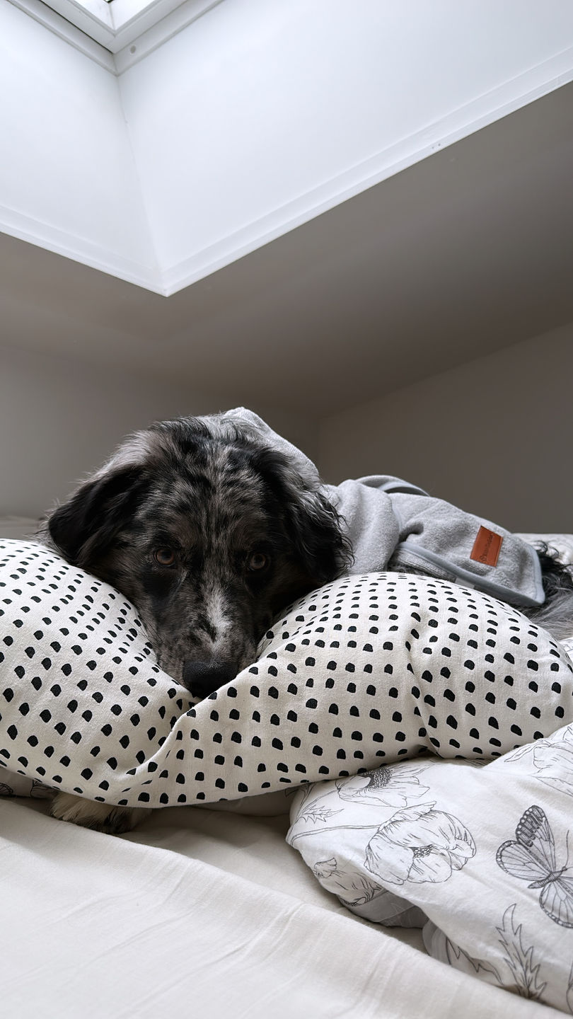 Customer photo review of Premium Hunde Bademantel