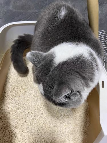 Customer photo review of Michu Natural Clumping Tofu Cat Litter 2.5kg/6L