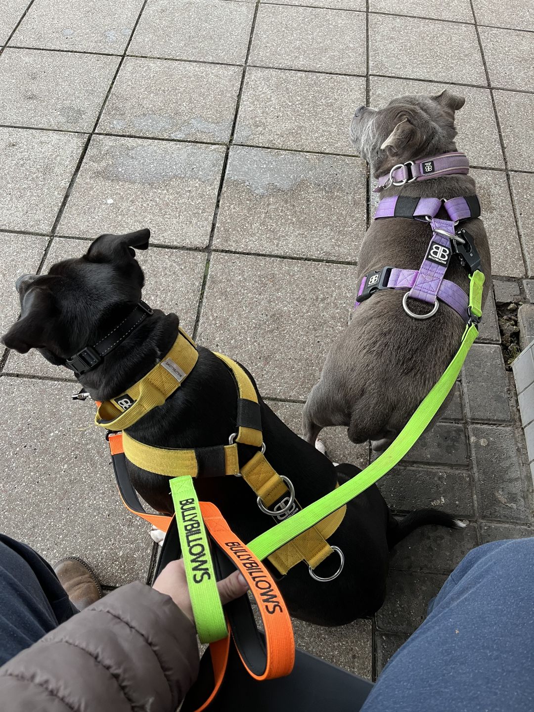 Customer photo review of 1.4m Swivel Combat Lead | Neoprene Lined, Secure Rated Clip with Soft Handle - Orange